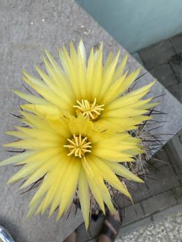 Coryphantha delaetiana